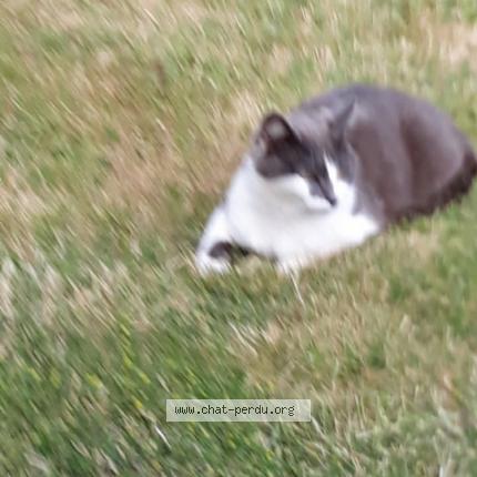 Foto 1/1 souris Chat perdido en Locmaria plouzane