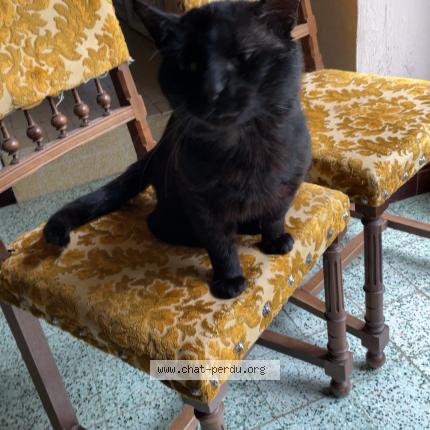 Foto 1/1 Mikou Chat perdido en Villebourg