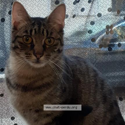 Foto 1/1 Pimousse Chat perdido en Poitiers