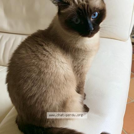 Foto 1/1 Biba Chat perdido en Villeneuve saint denis