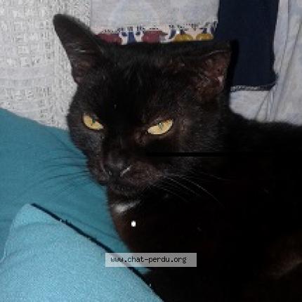 Foto 1/1 jazzy Chat perdido en La chapelle launay