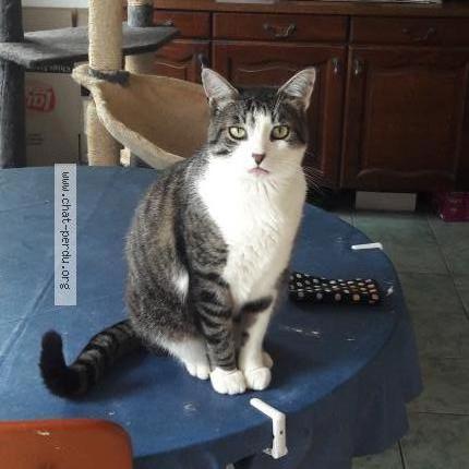 Foto 1/1 pti gris Chat perdido en Pre en pail st samson