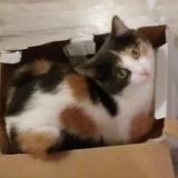 Foto del gato perdido en Istres