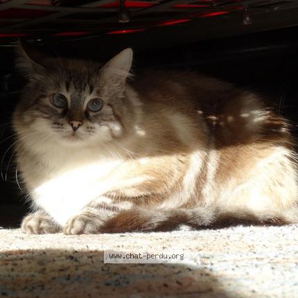 Foto 1/1 IPOD Chat perdido en La celle st cloud