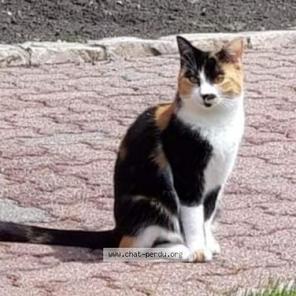 Foto 1/1 Olympe Chat perdido en Bethune