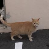 Foto del gato perdido en Ollioules