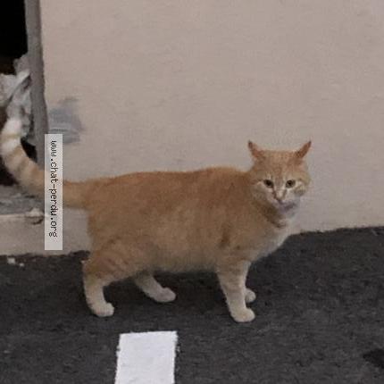 Foto 1/1 Poussy Chat perdido en Ollioules