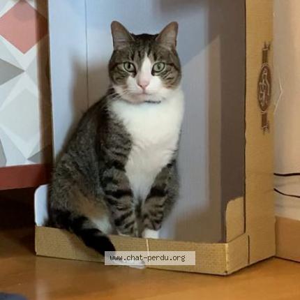 Foto 1/1 Truffe Chat perdido en Carcassonne