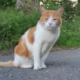 Foto del gato perdido en Vaulion Le Plane
