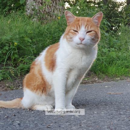 Foto 1/1 YELLOW Chat perdido en Vaulion le plane
