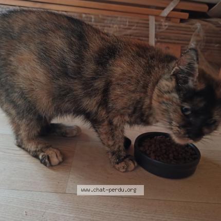 Foto 1/1 Hikari Chat perdido en La menitre