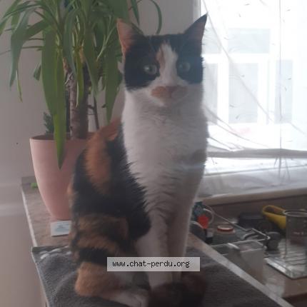 Foto 1/3 Cilli Chat perdido en Dijon