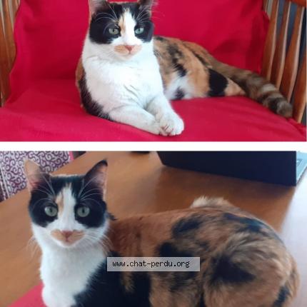 Foto 3/3 Cilli Chat perdido en Dijon