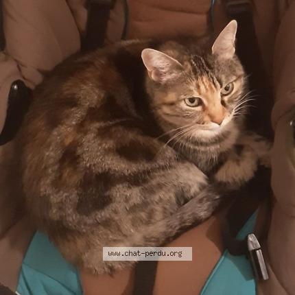 Foto 1/1 Jill Chat perdido en Lyon