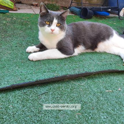 Foto 1/1 Gribouille Chat perdido en Jupille sur meuse