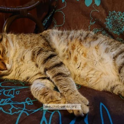 Foto 1/1 POUNTY Chat perdido en Thiers