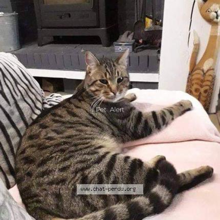 Foto 1/2 Peanut Chat perdido en Bertheauville