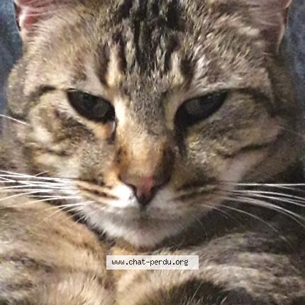 Foto 2/2 Peanut Chat perdido en Bertheauville