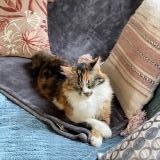 Foto del gato perdido en L Etang La Ville