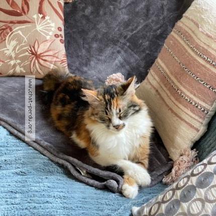 Foto 1/2 VINKA Chat perdido en L etang la ville