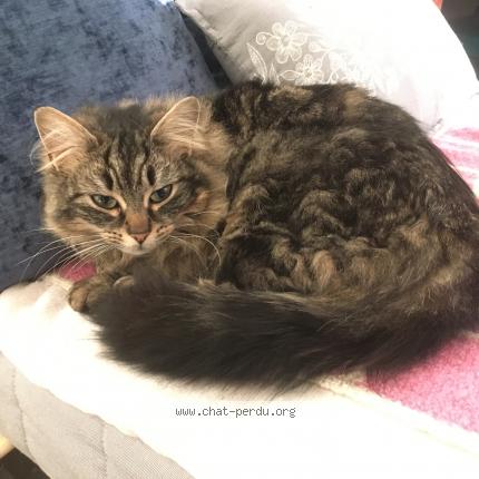 Foto 1/1 Maggy Chat perdido en Courdimanche