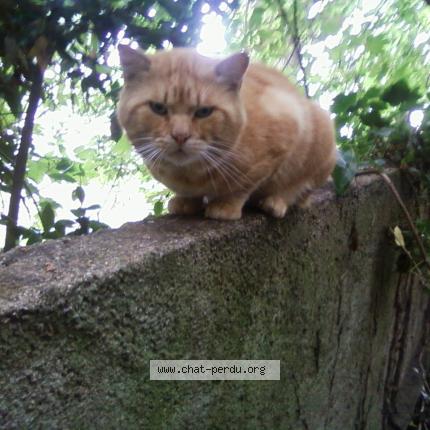 Foto 1/1 Gato encontrado Encontrado en Tours