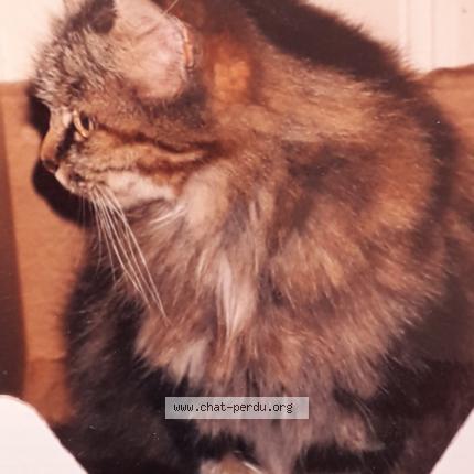 Foto 1/1 GRIBOUILLE Chat perdido en Les granges le roi