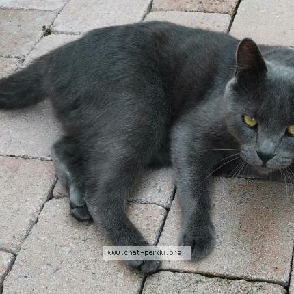 Foto 1/1 Ron Chat perdido en Vers sur selle