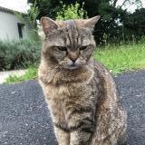 Foto del gato perdido en Niort