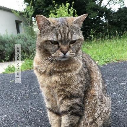 Foto 1/1 Gaston Chat perdido en Niort