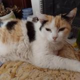 Foto del gato perdido en Saint Julien En Genevois