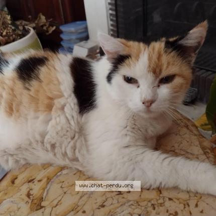 Foto 1/1 Cocotte Chat perdido en Saint julien en genevois