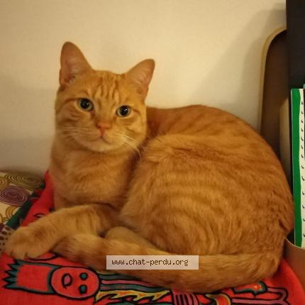 Foto 1/1 TIBILI Chat perdido en Bourg en bresse