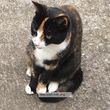 Foto 1/1 Poppy Chat perdido en Hereford