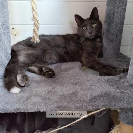 Foto 1/1 Roselia Chat perdido en Cressanges