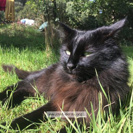 Foto 1/1 Noubé Chat perdido en Le castellet