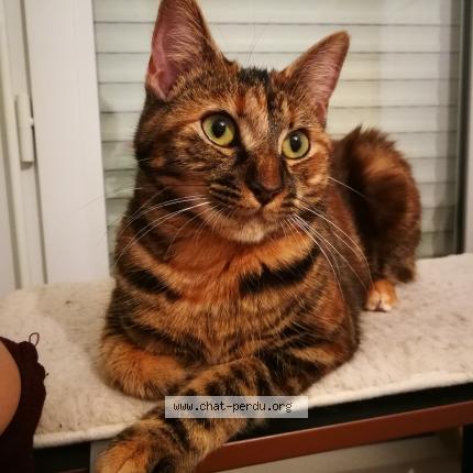 Foto 1/1 Tabousha Chat perdido en Tomblaine