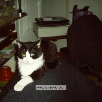 Foto 1/1 Jul Chat perdido en St genis laval