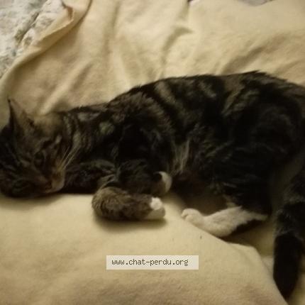 Foto 1/1 Sans nom Chat perdido en Vendome