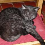 Foto del gato perdido en Champlay