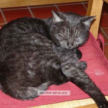 Foto 1/1 Liane Chat perdido en Champlay