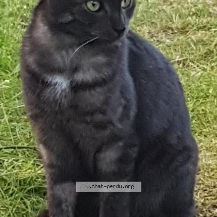 Foto 1/1 Livingstone Chat perdido en St laurent nouan