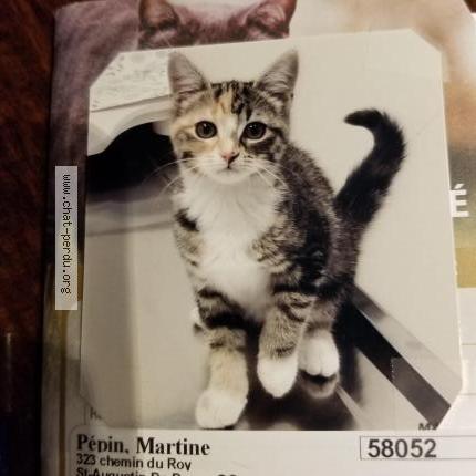 Foto 1/1 Stella Chat perdido en Saint augustin de desmaures