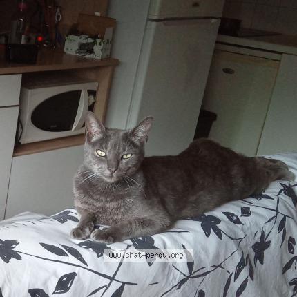 Foto 1/2 Harley Chat perdido en Toulouse