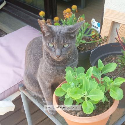 Foto 2/2 Harley Chat perdido en Toulouse