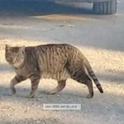 Foto 1/1 Gato encontrado Encontrado en Six fours