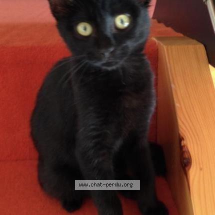 Foto 1/1 Lilou Chat perdido en Montauban