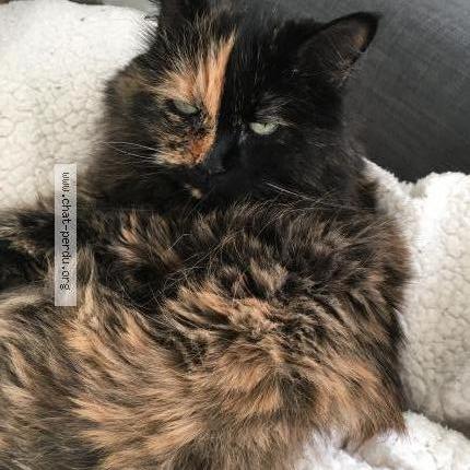 Foto 1/1 Epice Chat perdido en Lissieu