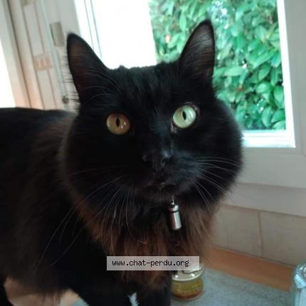 Foto 1/1 ULYSSE Abriel Collignon  Chat perdido en Saint julien en genevois 74160