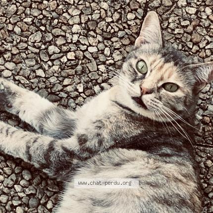 Foto 1/1 Bella Chat perdido en Pau